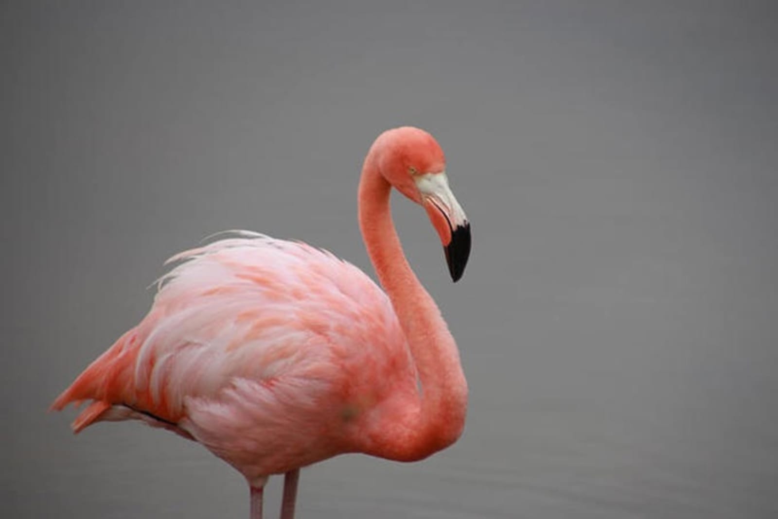 galapagos-flamingo-jessica-french.jpg