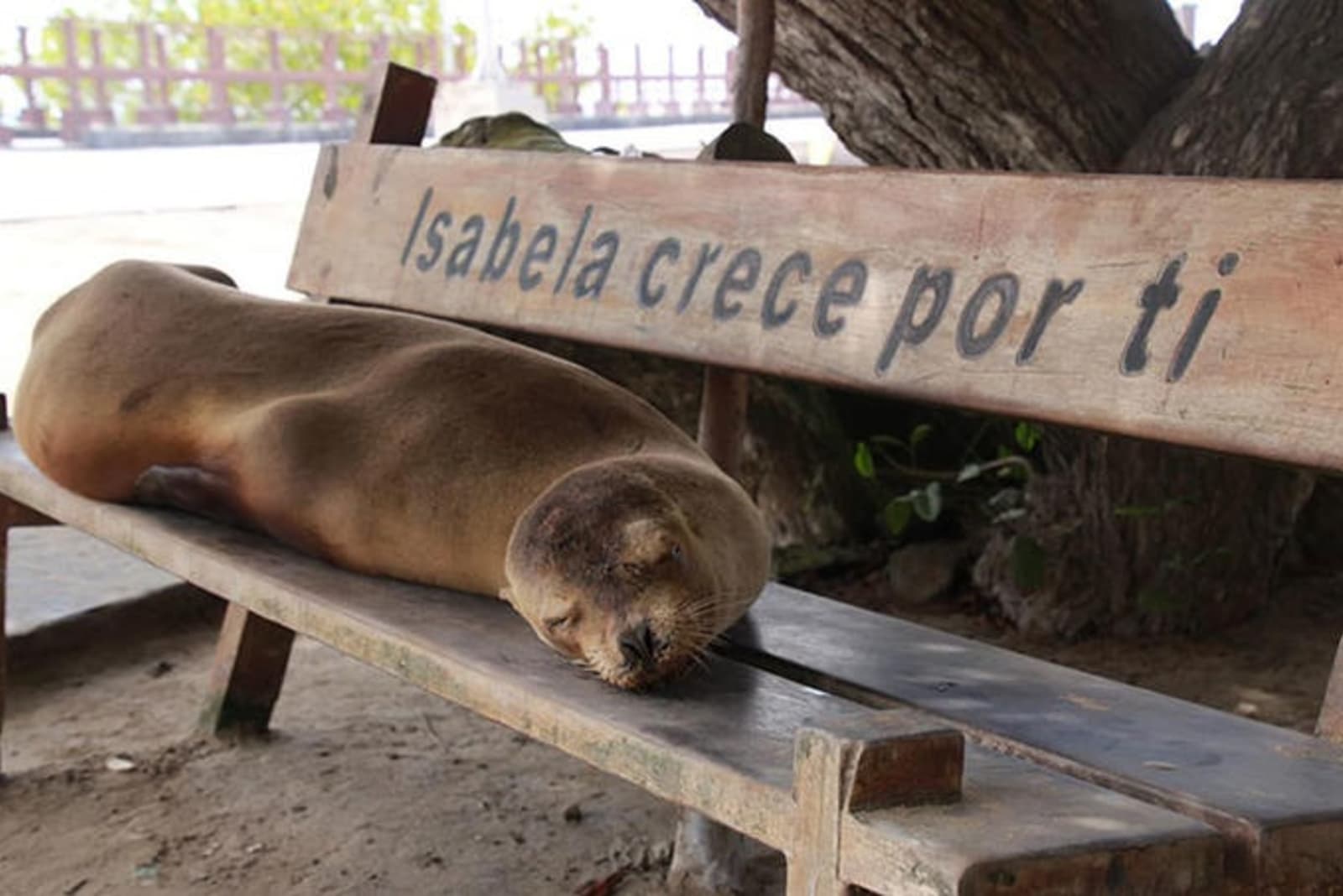 galapagos-sea-lion-jessica-french.jpg