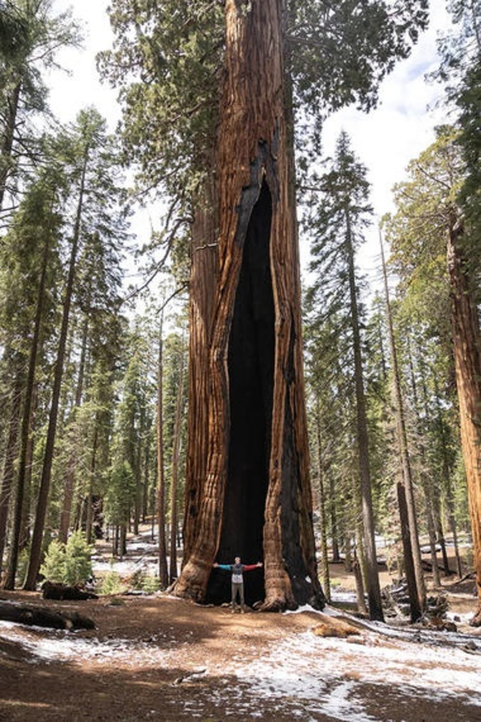 giant-forest-california-ps.jpg