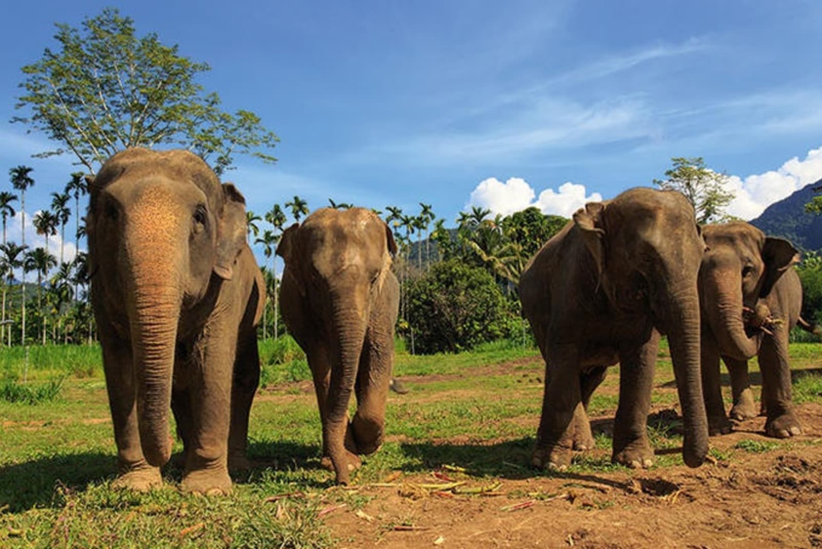h2-ethical-elephant-experience-at-elephant-hills-luxury-tented-camp-khao-sok-national-park-thailand-.jpeg