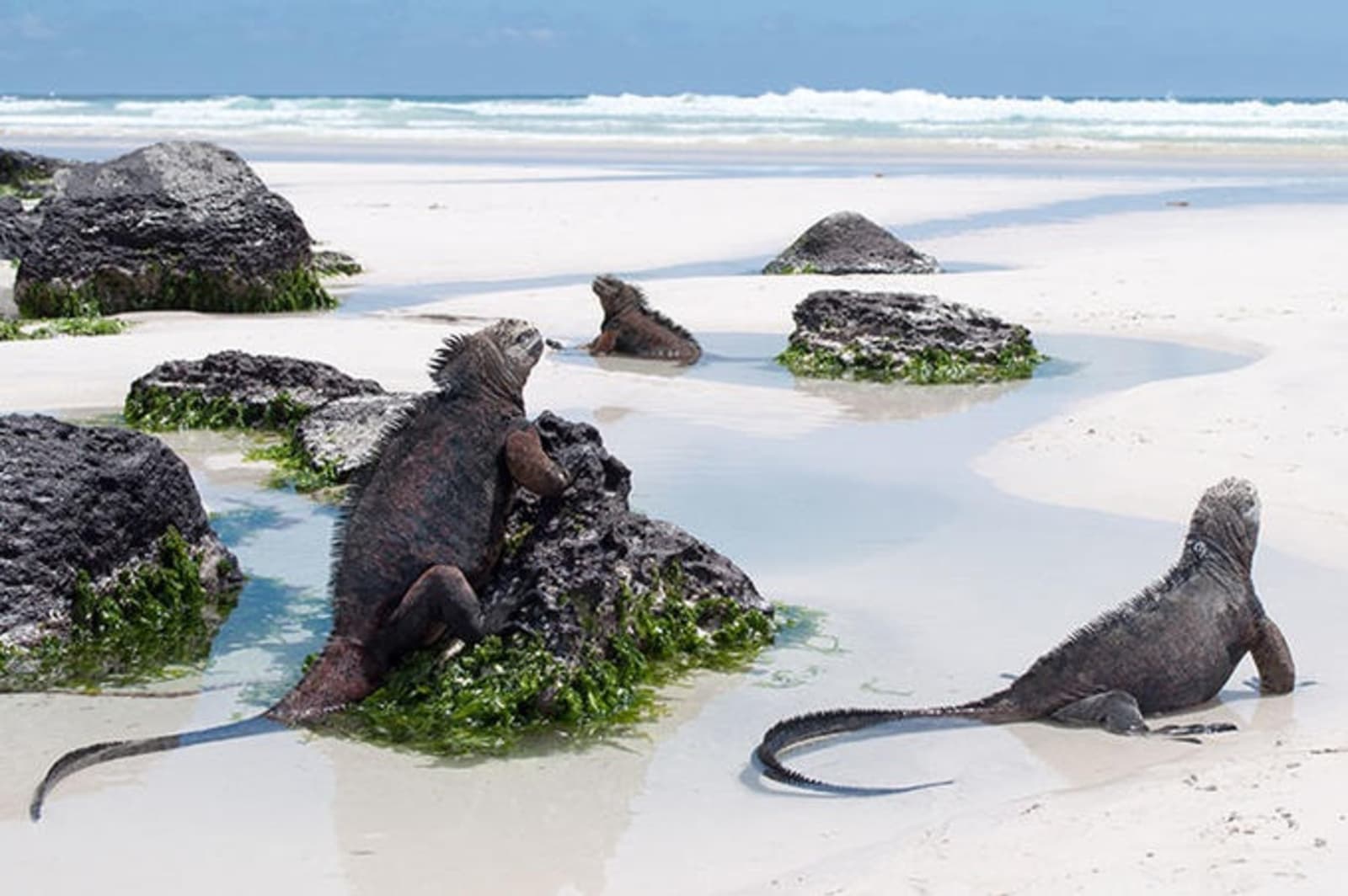 iguanas-galapagos.jpeg
