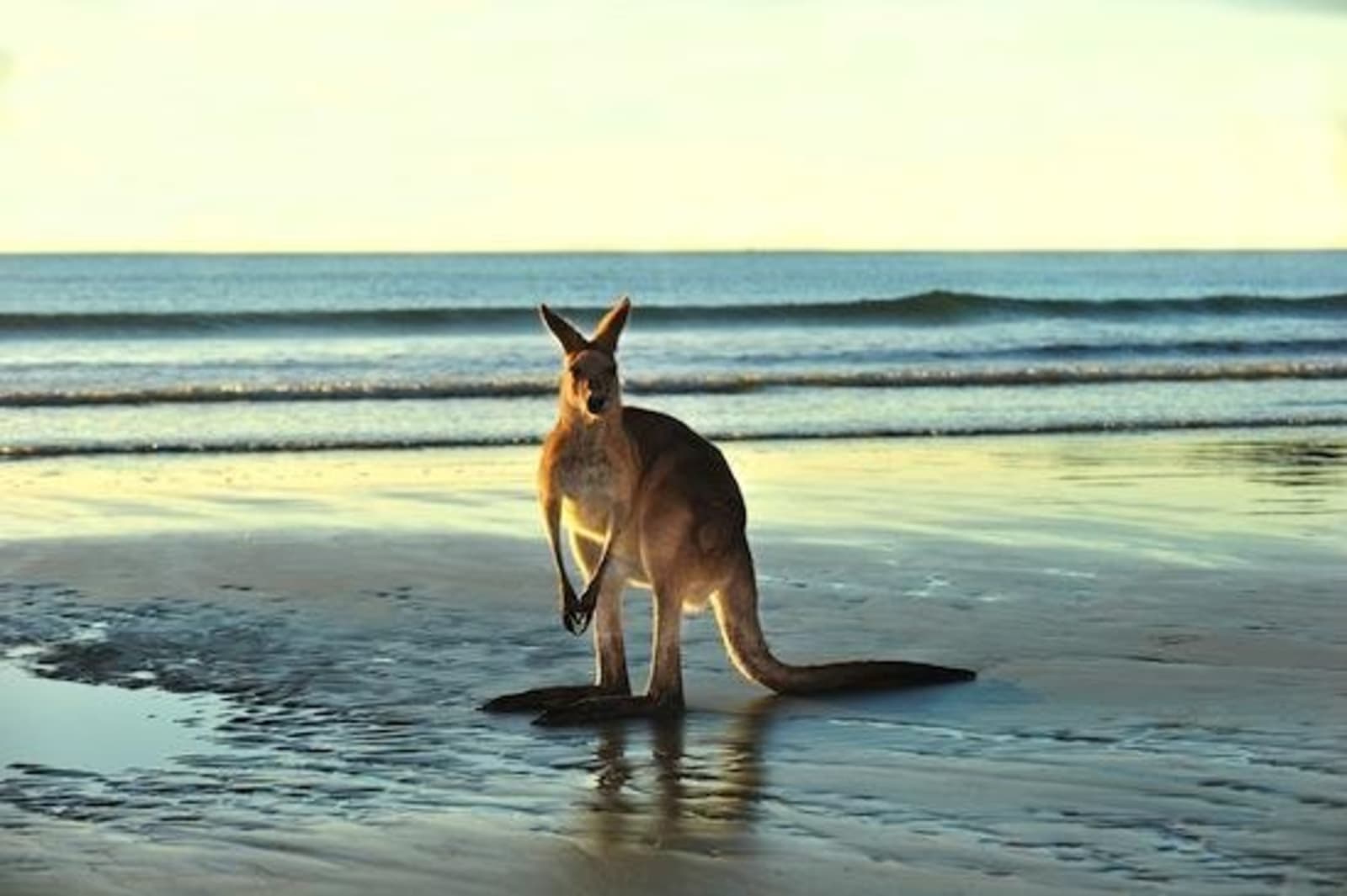 kangaroo-on-beach-in-australia_110369312.jpg