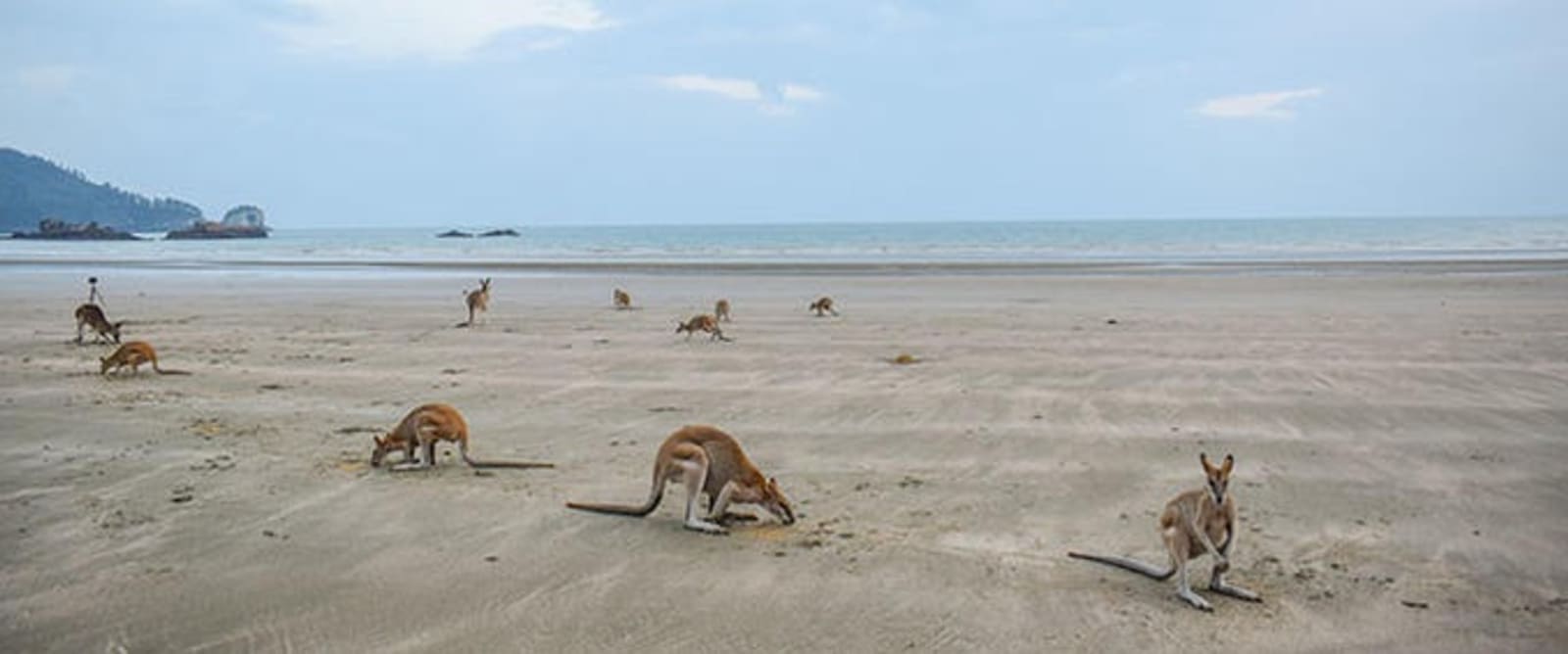 kangaroos-on-cape-hillsborough-casuarina-beach.jpg