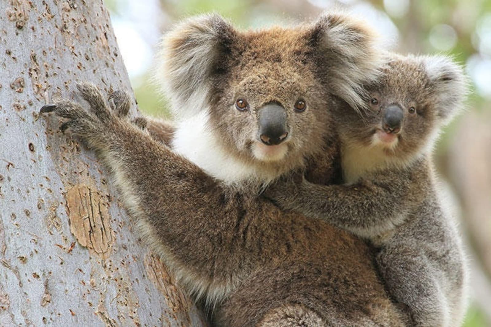 koalas-australia-ps.jpg