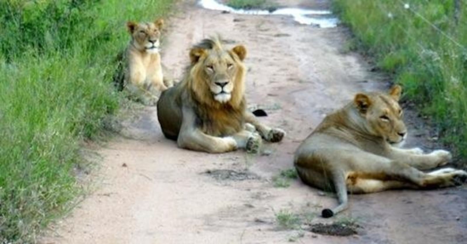 lions-safari.jpeg