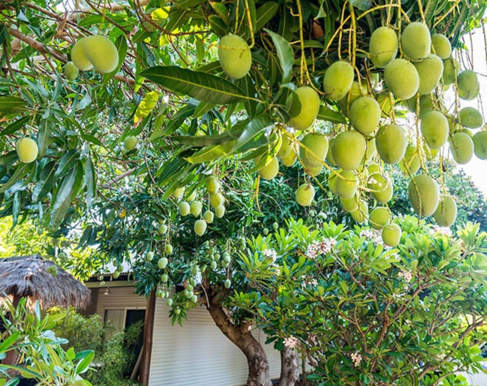 mangoes-in-broome-australia.jpg