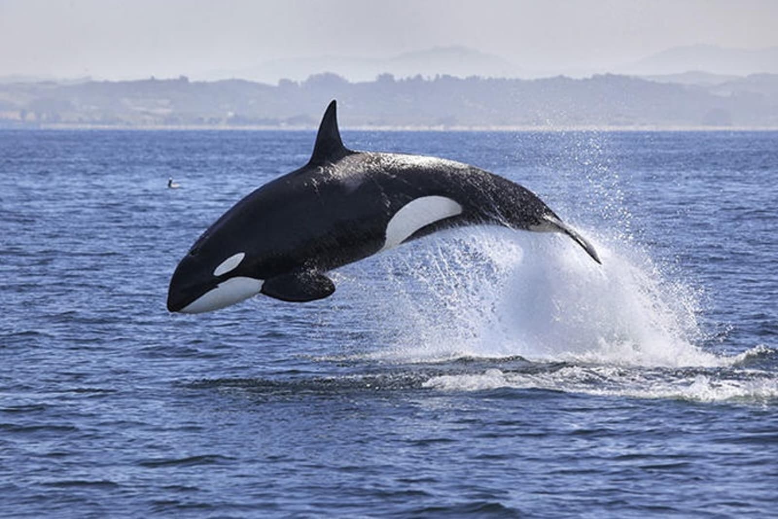 orca-in-canada.jpg