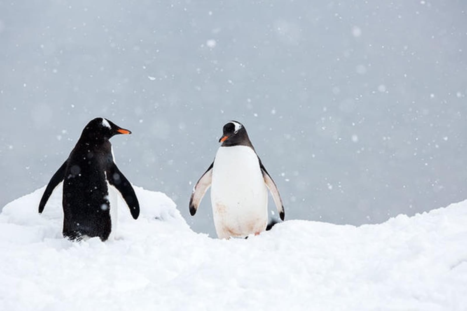penguin-close-up-antarctica.jpg