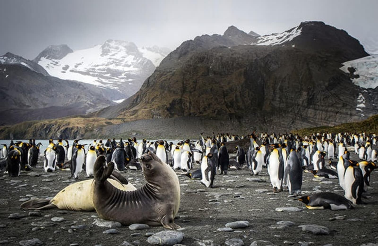 penguins-and-seals-antarctica.jpg