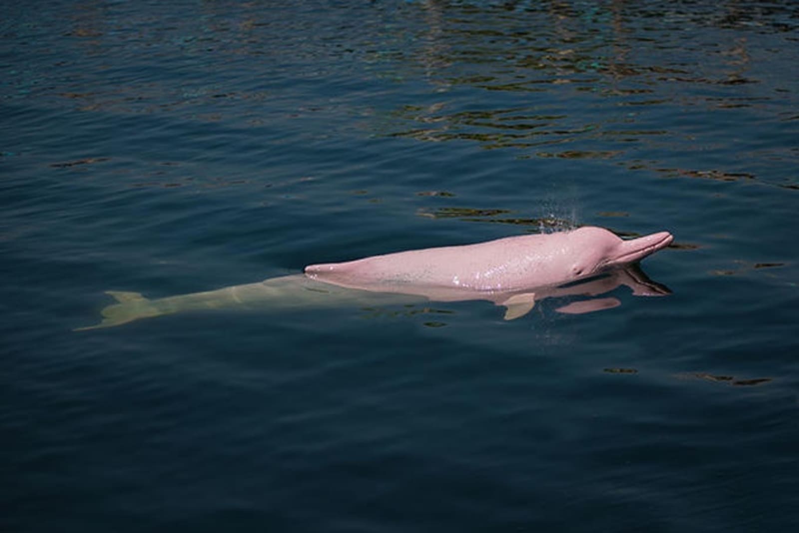 pink-dolphin.jpg