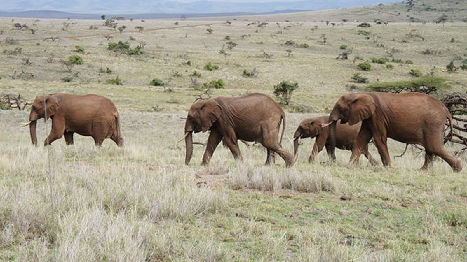 ps-elephants-in-lewa-conservancy.jpeg