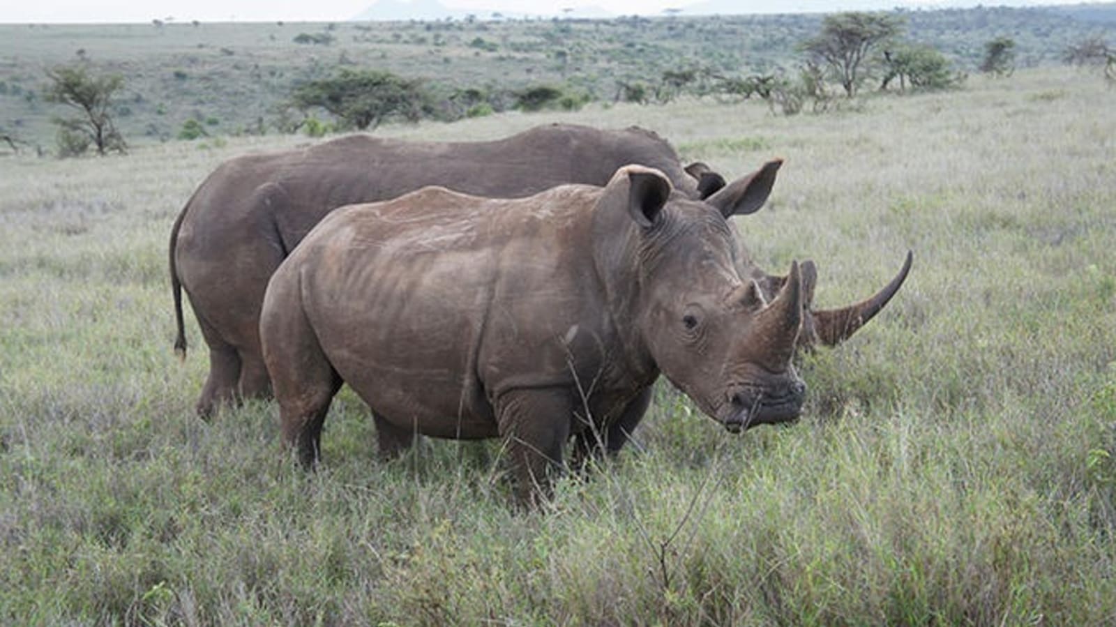 ps-rhinos-in-lewa-conservancy.jpeg