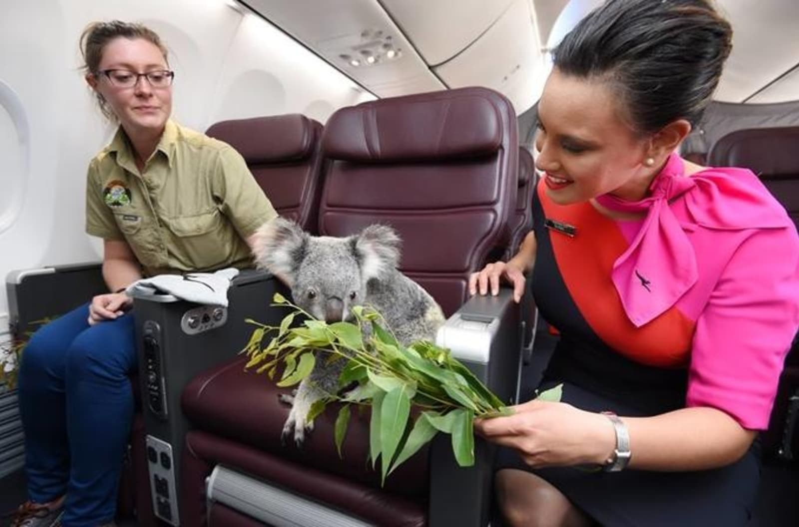 qantas-koala2.jpg