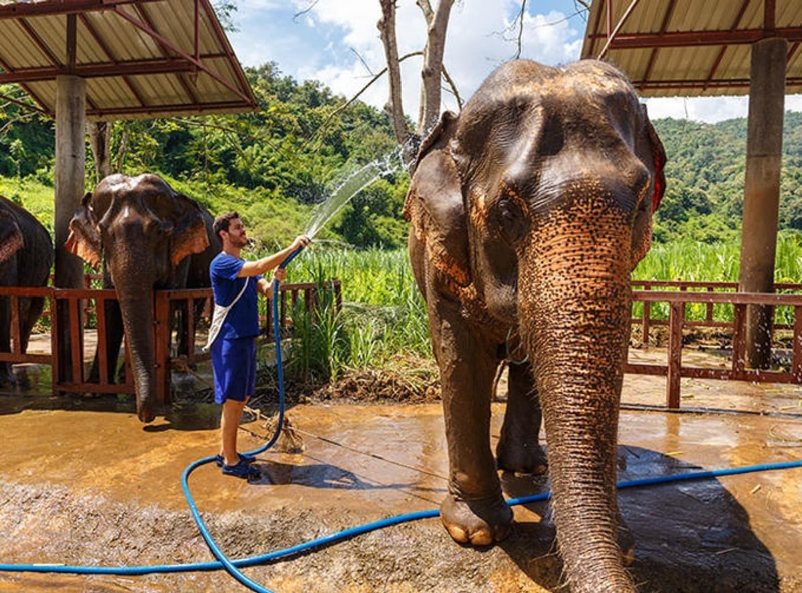 rs-elephants-being-washed-shutterstock_1099021703.jpg