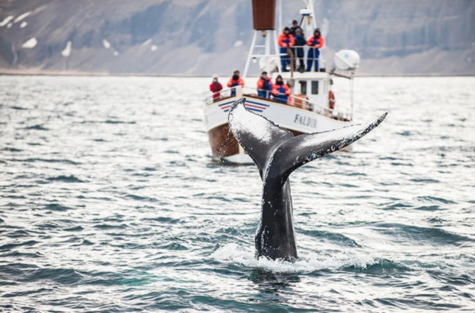 rs-iceland-whales-shutterstock_135450875.jpg