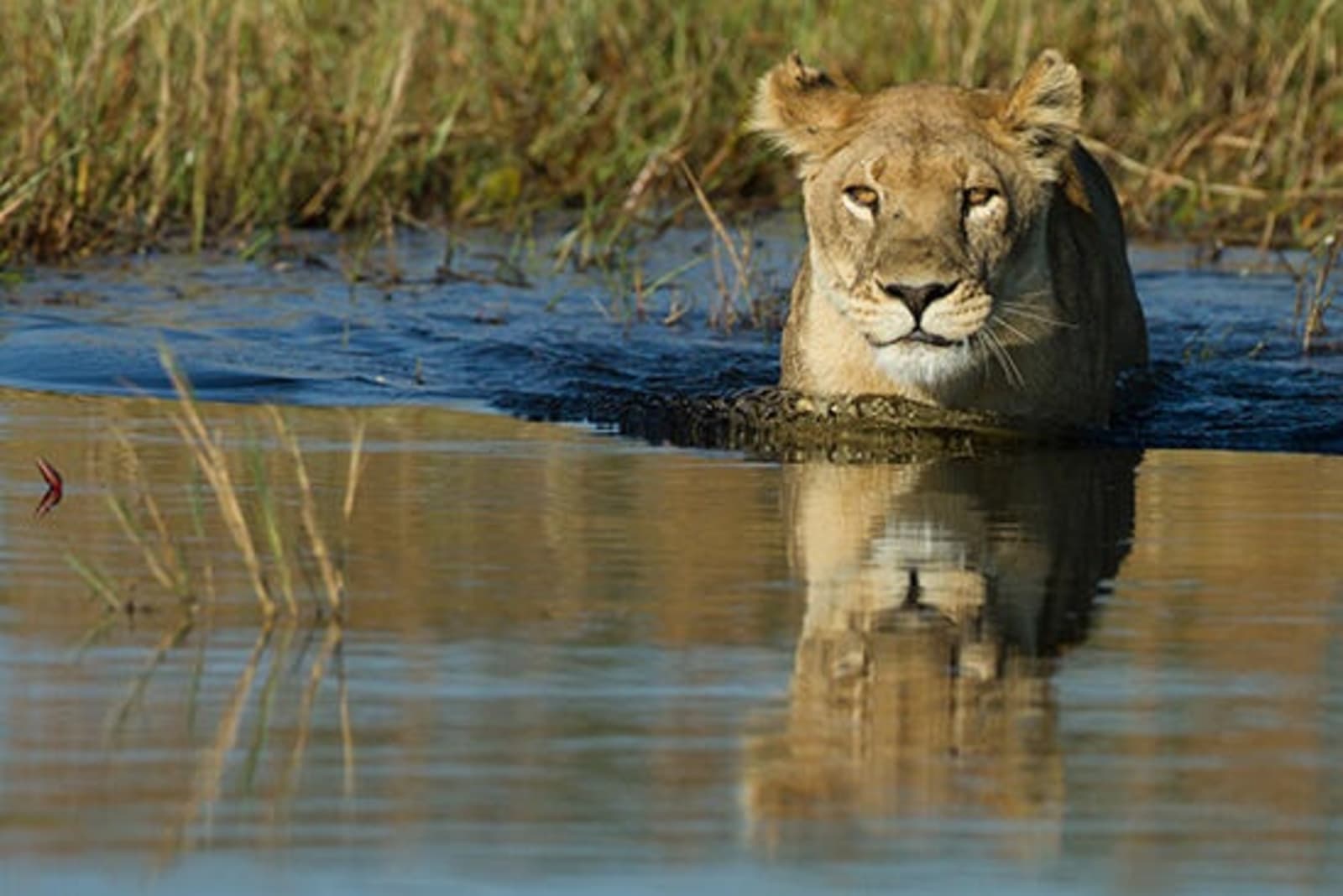 rs-lion-wading-okavango-delta-shutterstock107862749.jpg