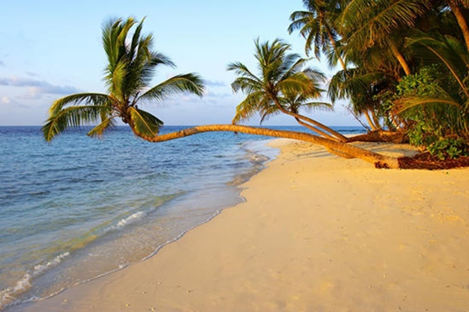 rs-maldive-beach-and-palm.jpg