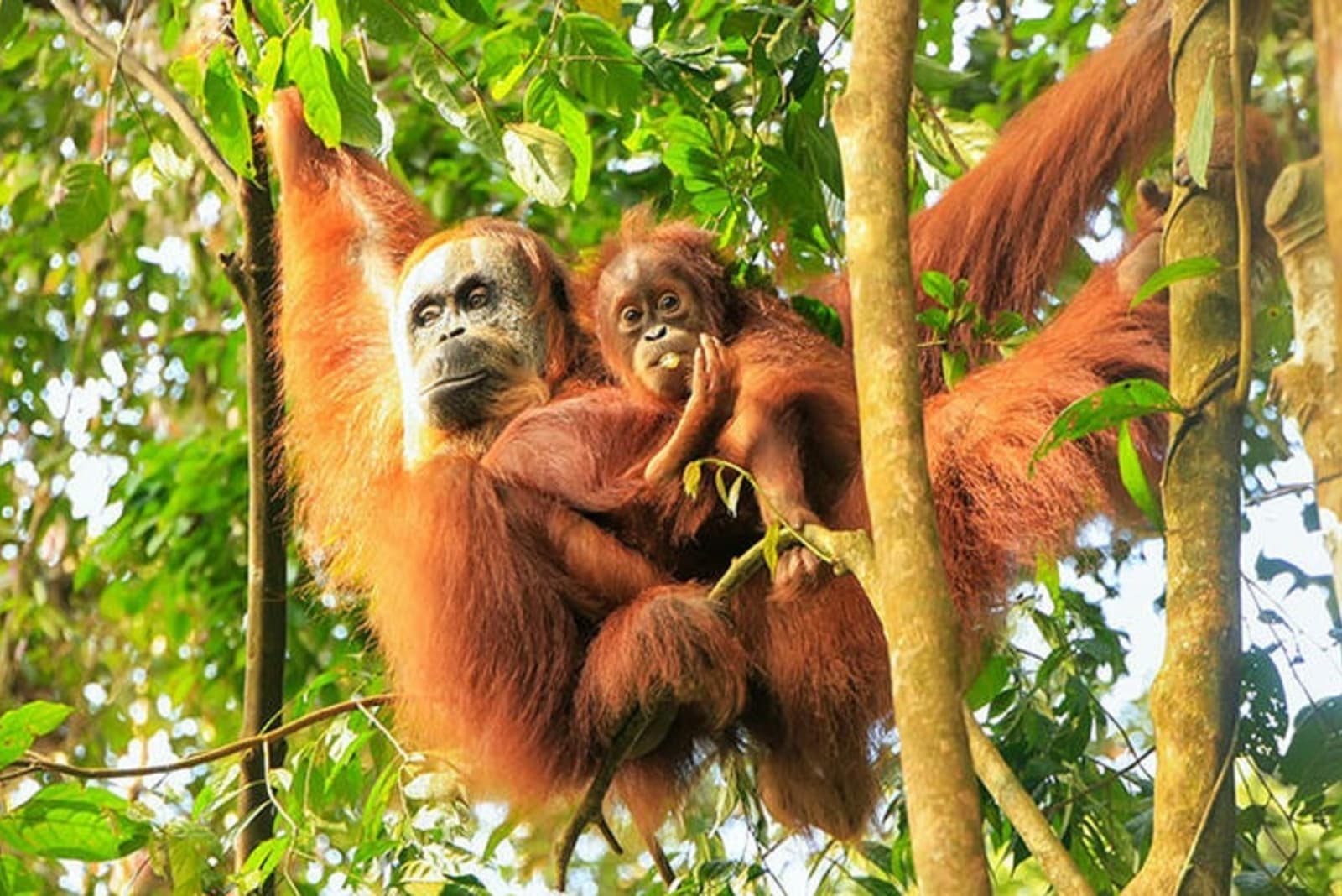 rs-orangutans-sumatra-indonesia-shutterstock_750470386.jpeg