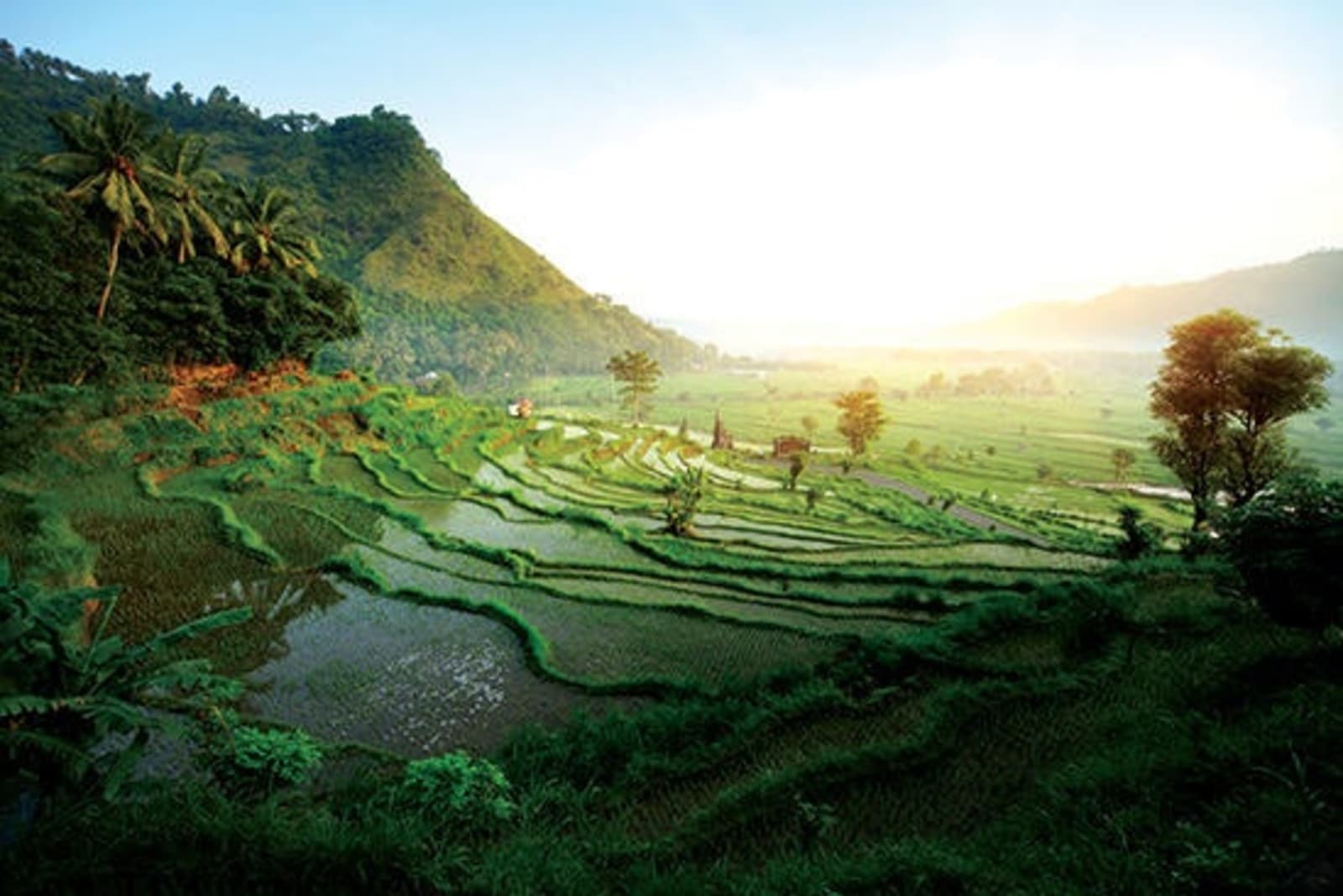 View of rice fields in Ubud, Bali.