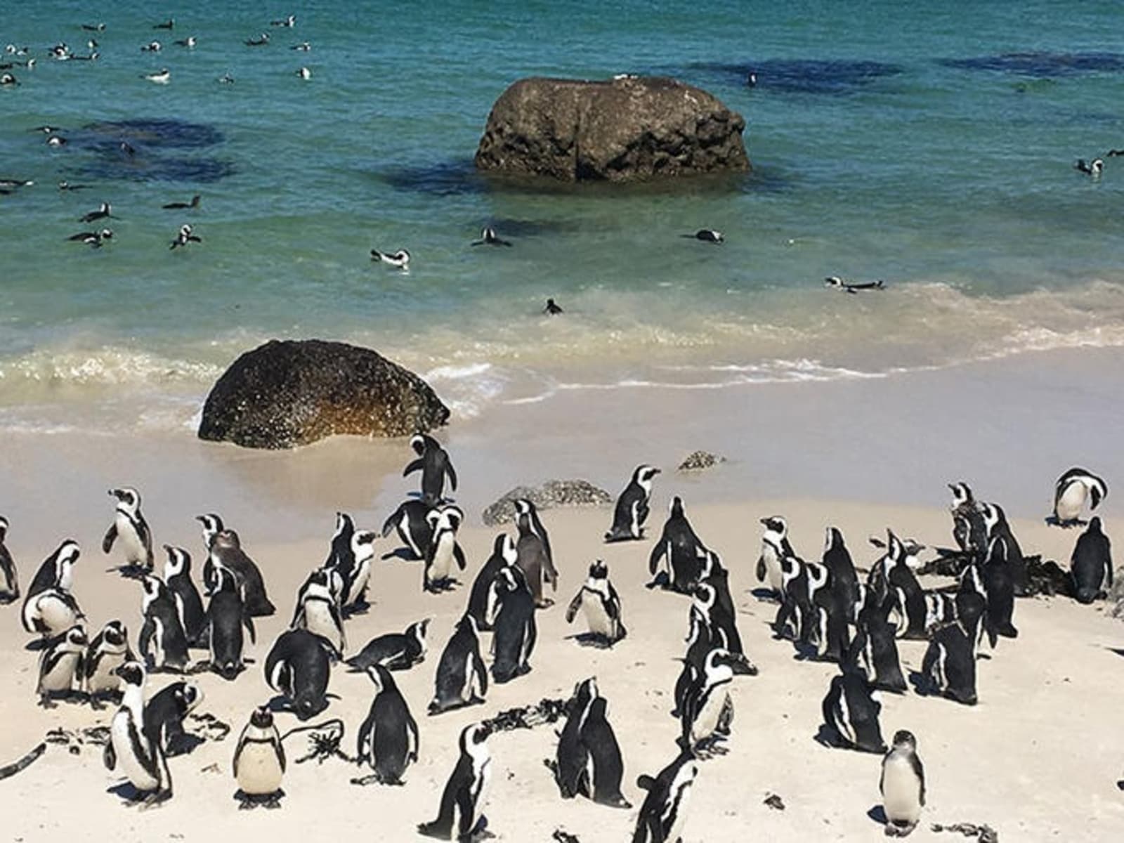 rs-south-african-penguins.jpg