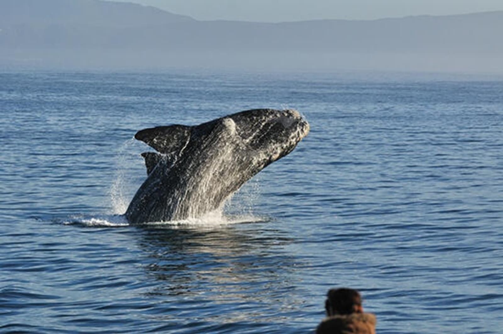 rs-southern-right-whale-breaching-walker-bayhermanussouth-africa-shutterstock166201019.jpg