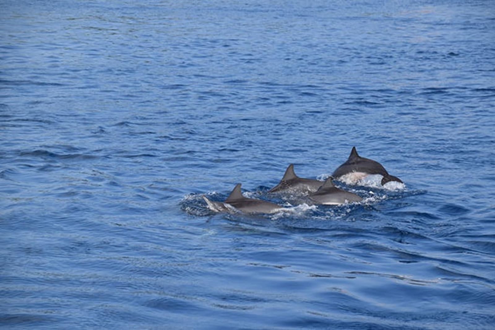 rs-spinner-dolphins-maldives-shutterstock_1063369550.jpg