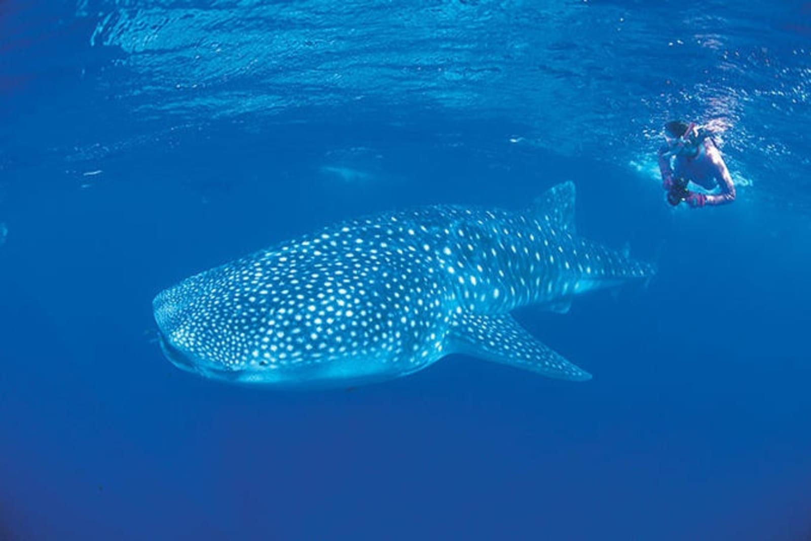 rs-tourism-western-australia-coral-bay-snorkelling-with-a-whale-shark.jpg
