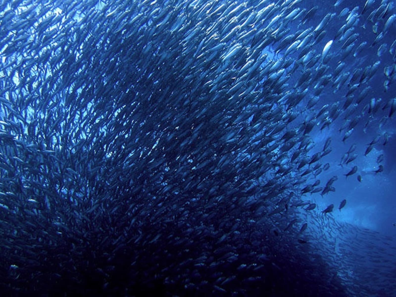 sardines-moalboal-ps.jpg