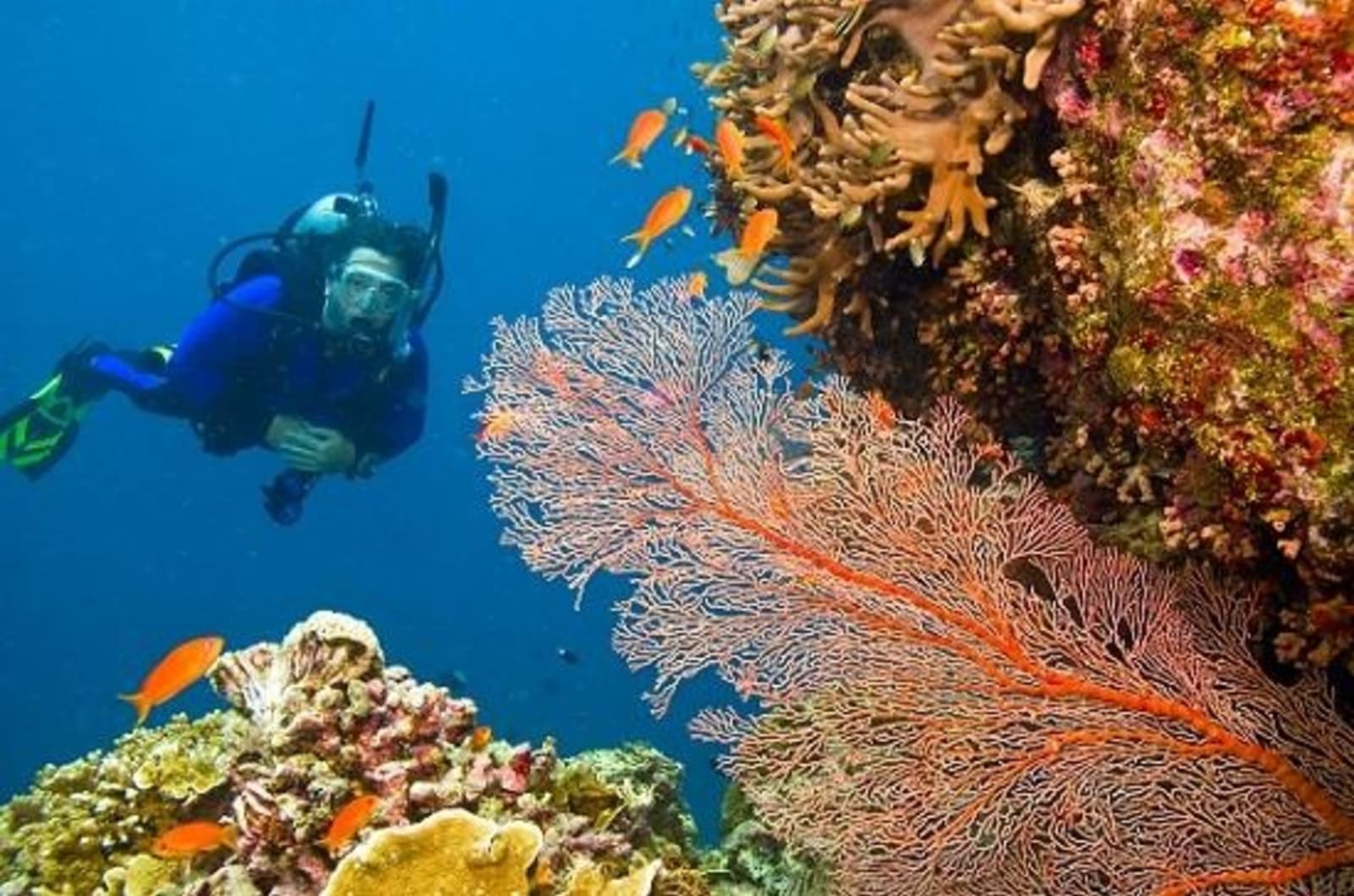 scuba-barrier-reef.jpg