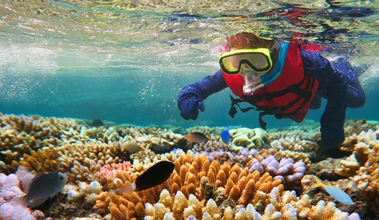 snorkel-the-great-barrier-reef.jpg