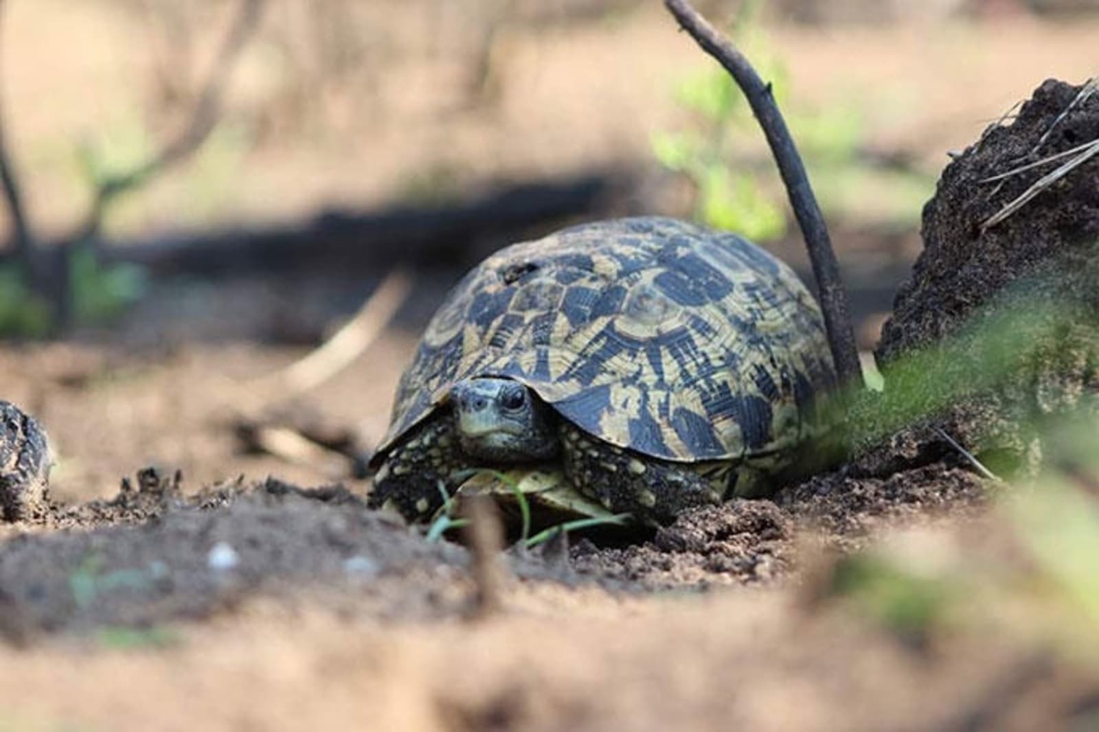tortoises-ps.jpg