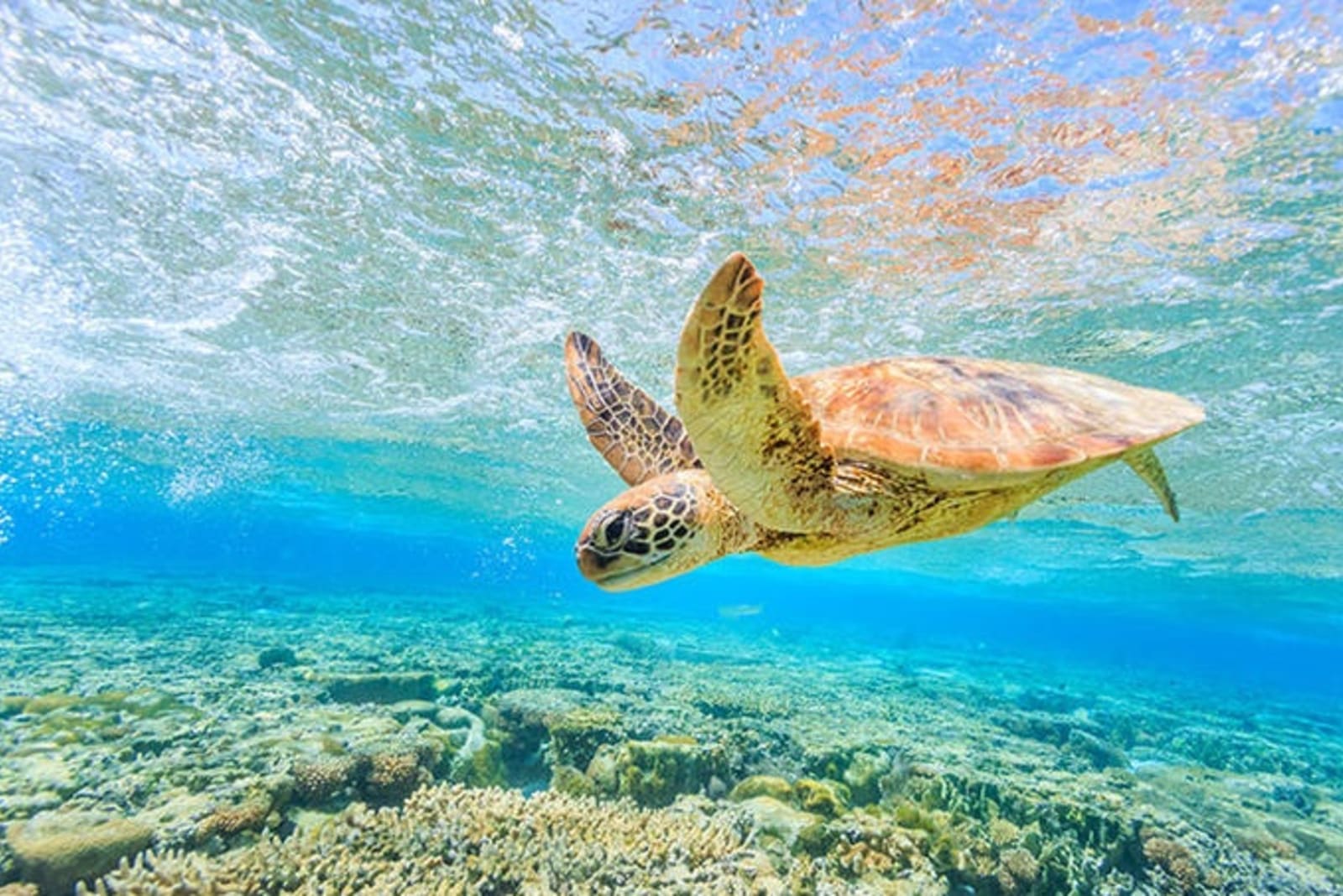 turtle-great-barrier-reef.jpg
