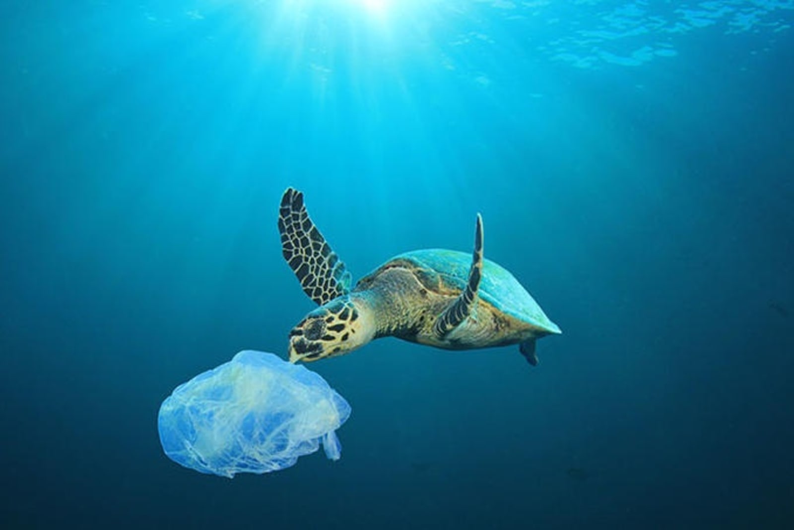 turtle-plastc-bag.jpg