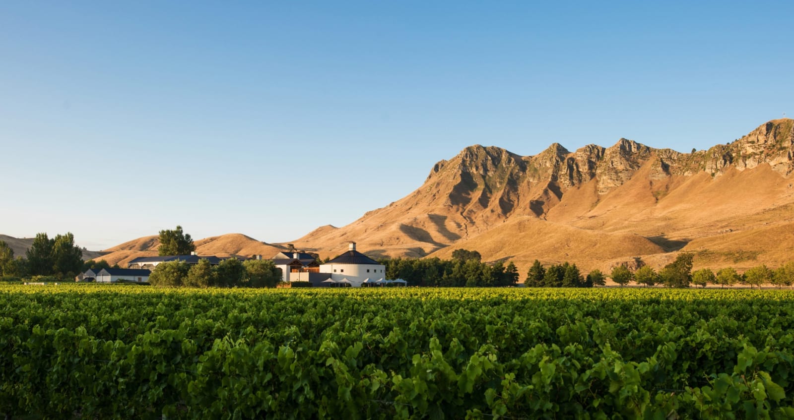 view_of_winery_peak_from_vines_001_v2_0 (1).jpg