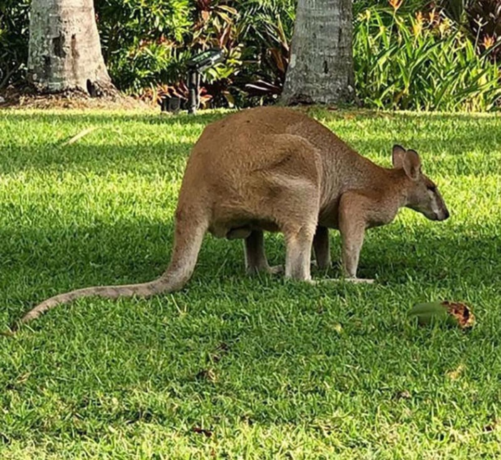 wallaby-on-the-lawn-reef-view-hotel-nadia-williams.jpg