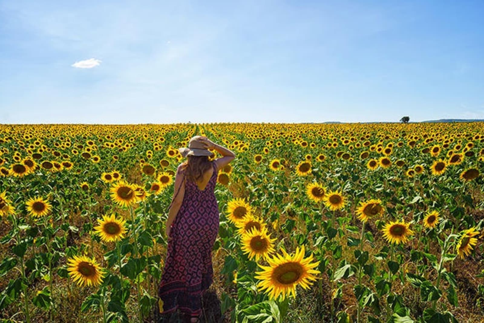 woman-in-field-of-sunflowers.jpg