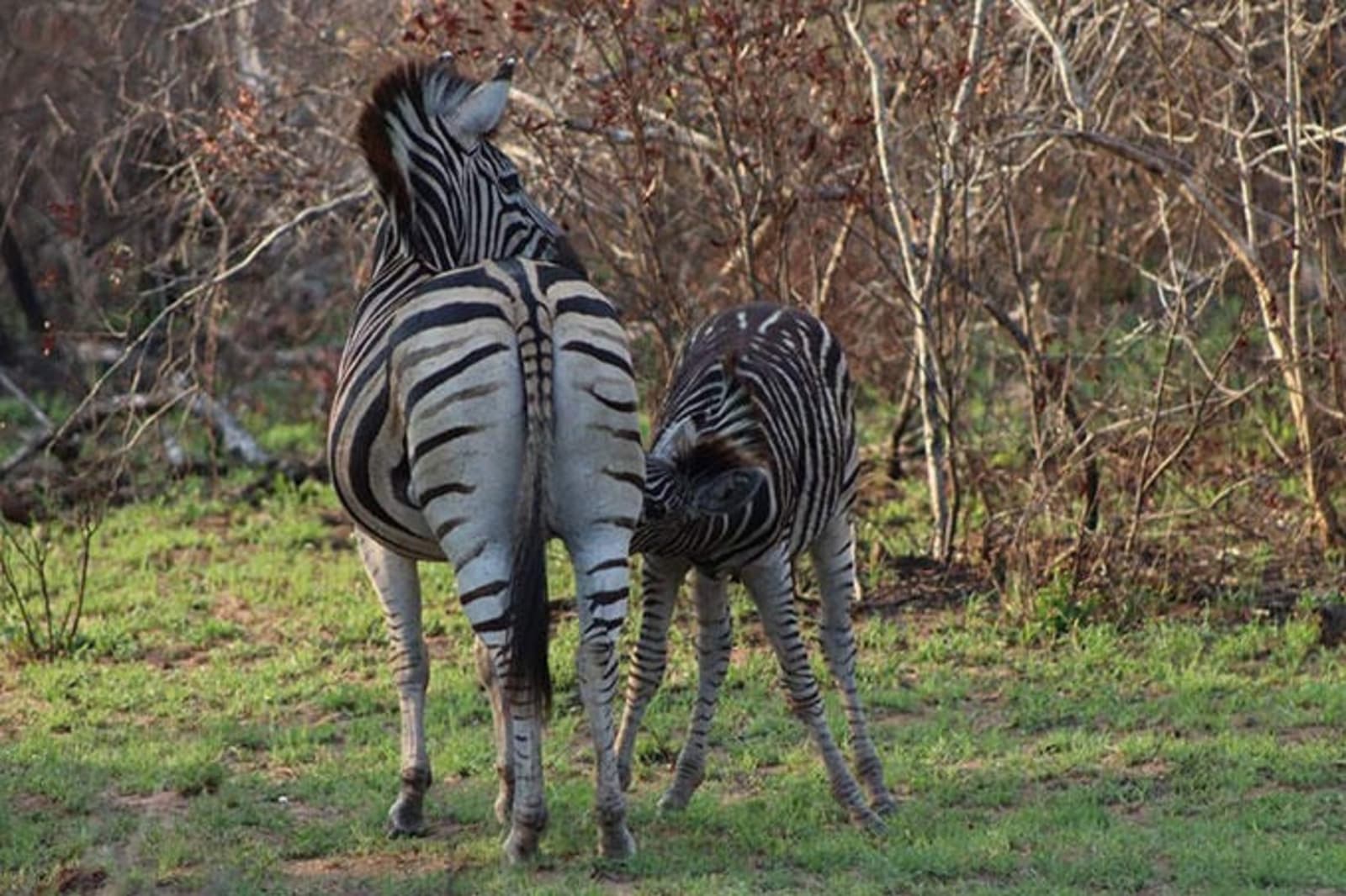 zebra-feeding-ps.jpg
