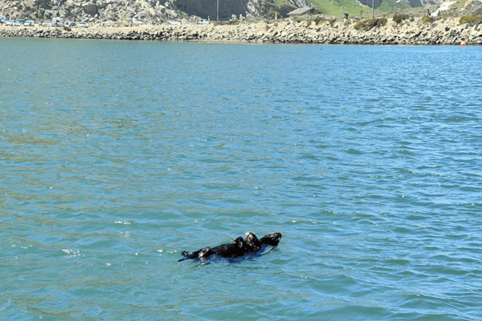 Morro Bay Otters, California USA