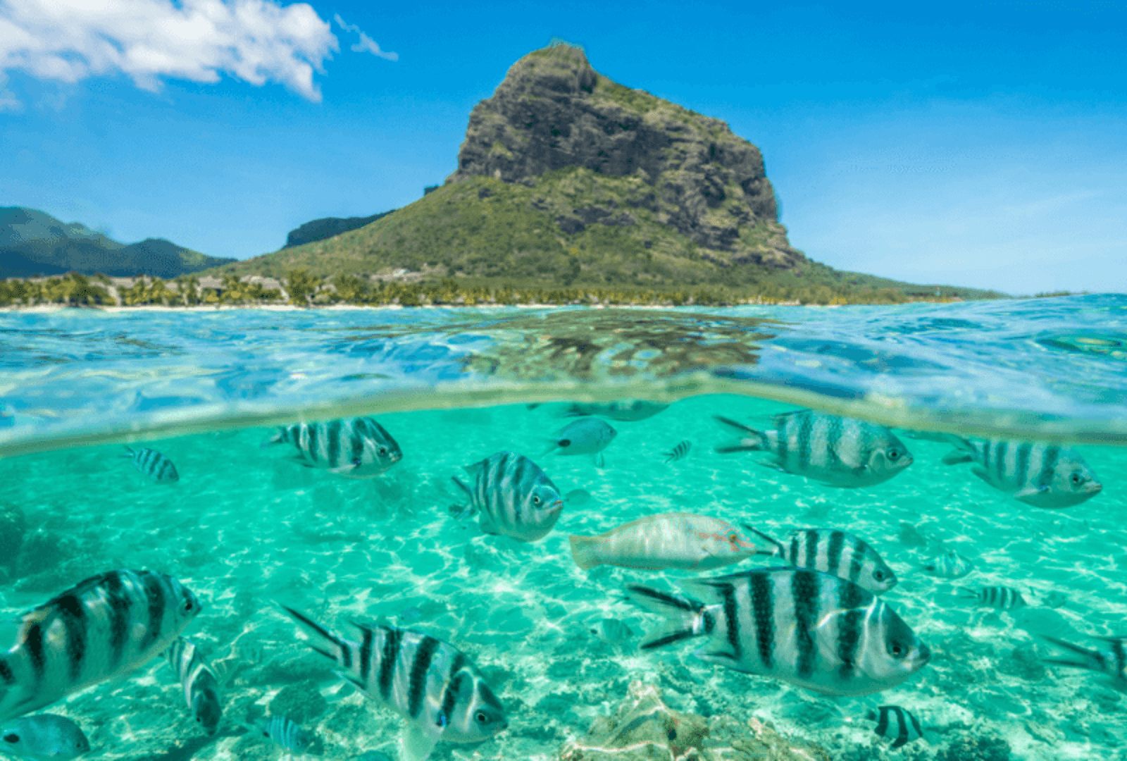 Amazing snorkelling in Mauritius.