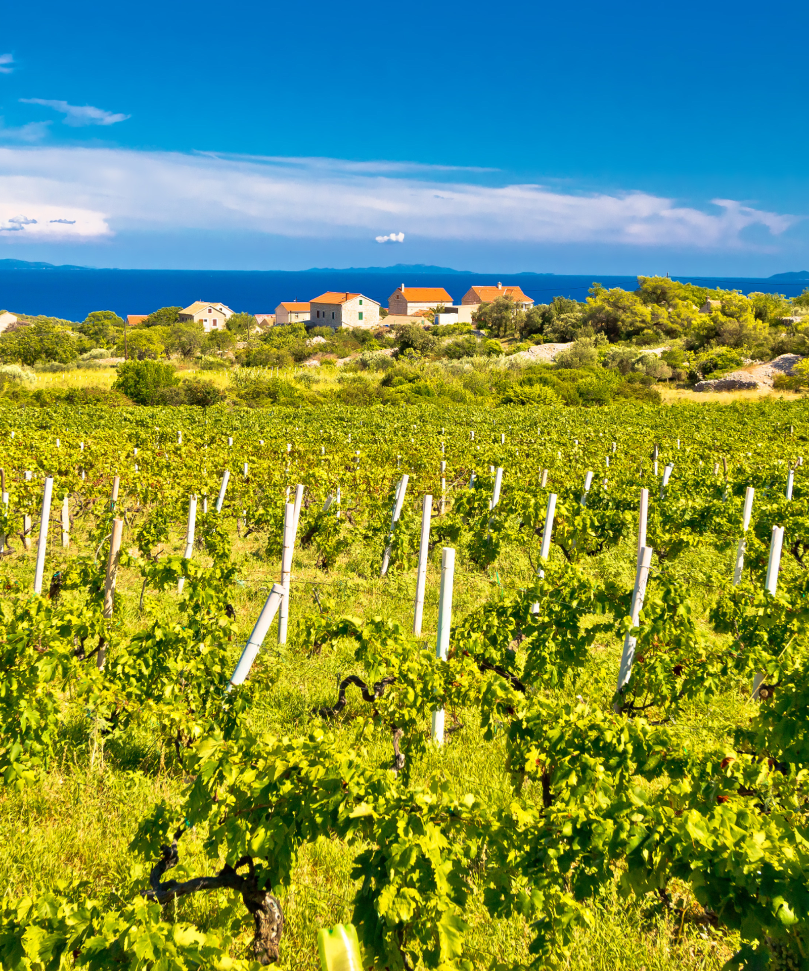 There are a lot of great food and wine tours to go on in Croatia