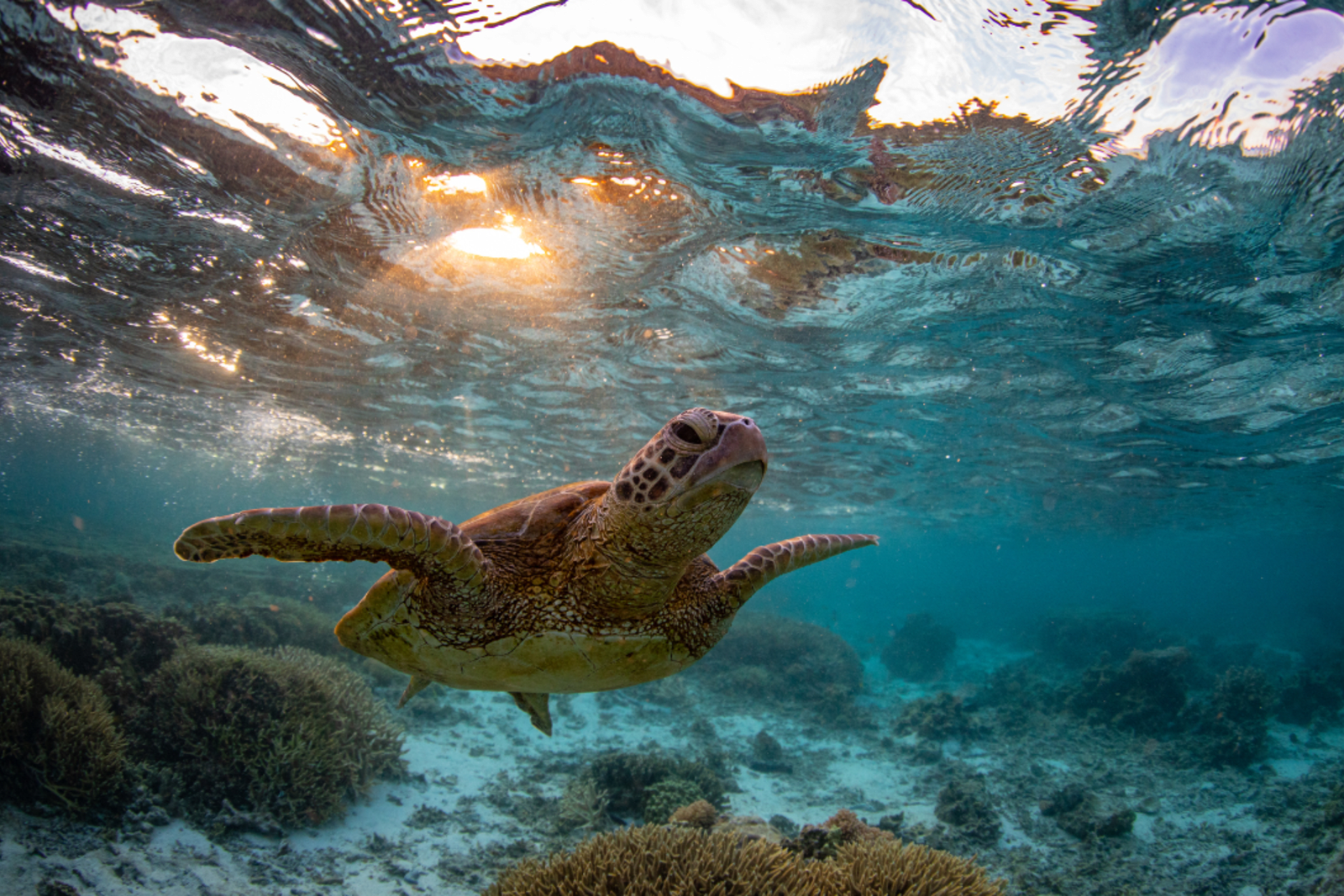 Turtle swimming underwater in the Great Barrier Reef
