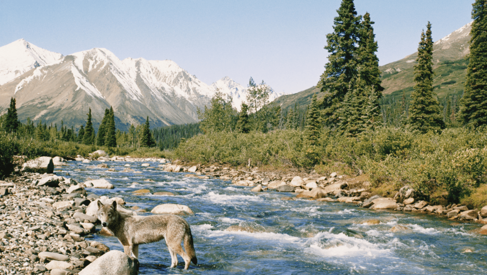 grey wold in river with forest and mountains in background 