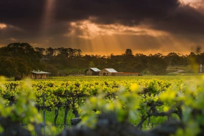 St Hugo Barossa Valley