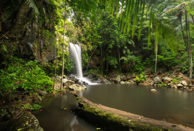 Slender waterfall dropping into a tranquil rainforest pool at Curtis Falls in Tamborine National Park surrounded by ancient ferns and mossy boulders