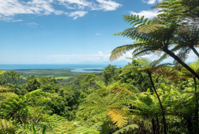 Lush Daintree Rainforest canopy of giant tree ferns stretching toward the Coral Sea coastline under a bright blue sky near Cairns