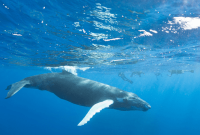 Snorkellers swimming alongside a massive humpback whale gliding through deep blue open ocean waters just below the surface