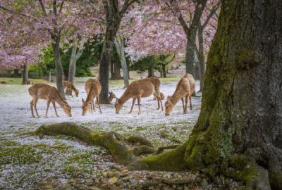 Deer at Nara park during a sunny day in the cherry blossom season, Japan.