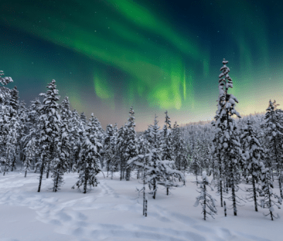 Snow covered forest with northern lights