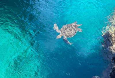Marine wildlife Galapagos Islands