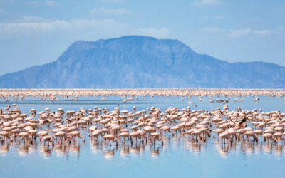 flamingos gathered on Lake Natron, Tanzania.